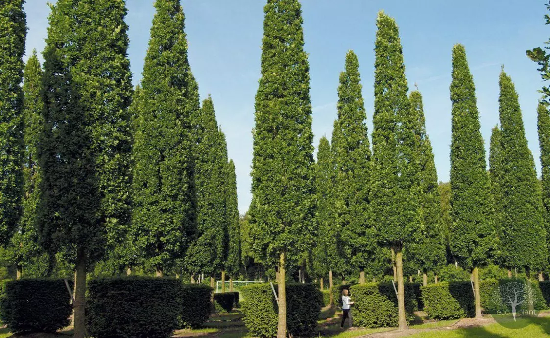 Купить растения Алматы