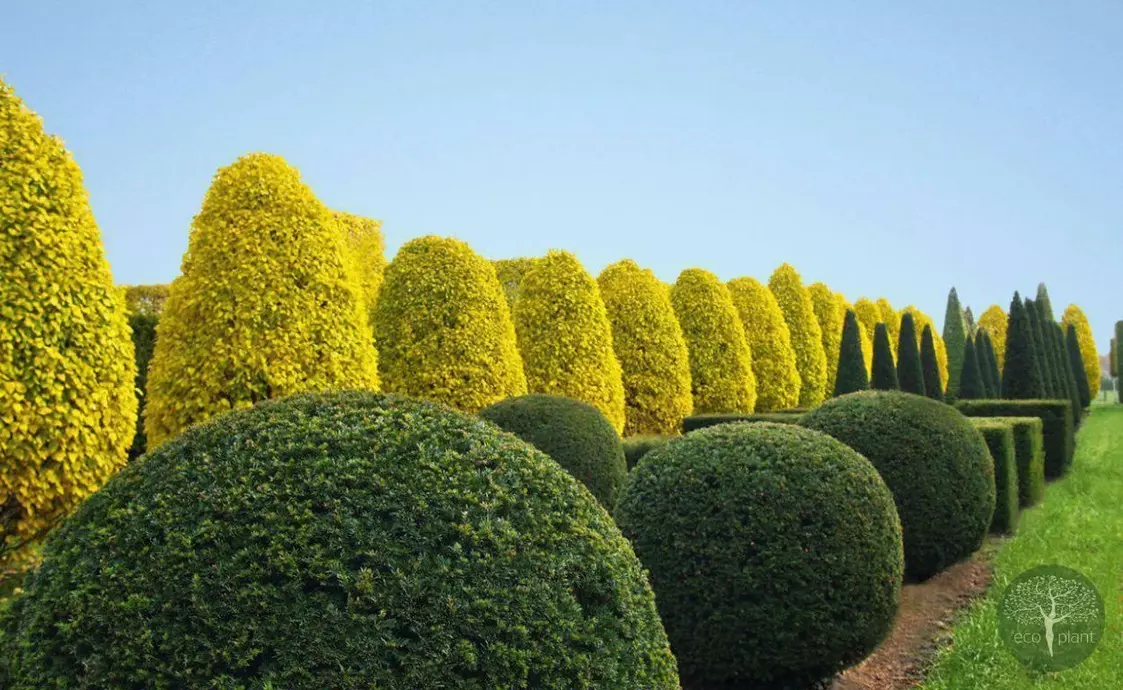 Купить растения Алматы