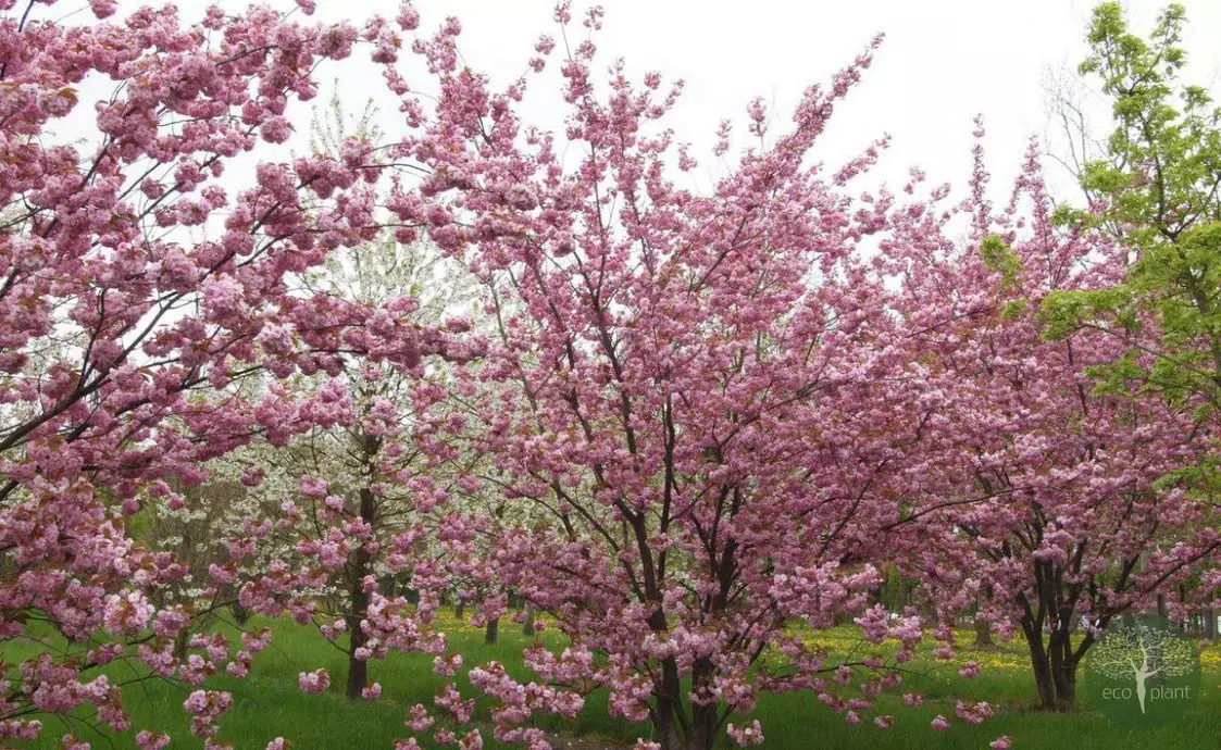 Купить растения Алматы