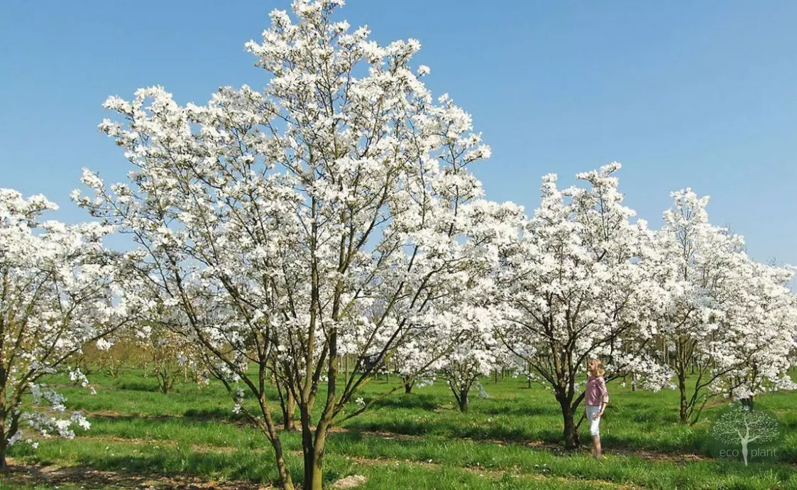 Купить растения Алматы