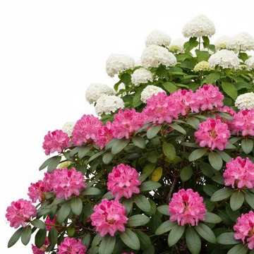 Гортензии и рододендроны