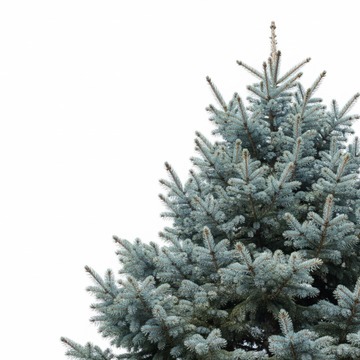 Хвойные деревья