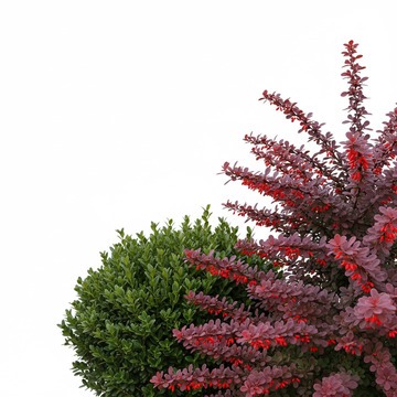 Кустарники Премиум