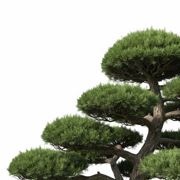 Растения Премиум