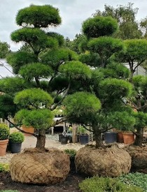 Растения Премиум