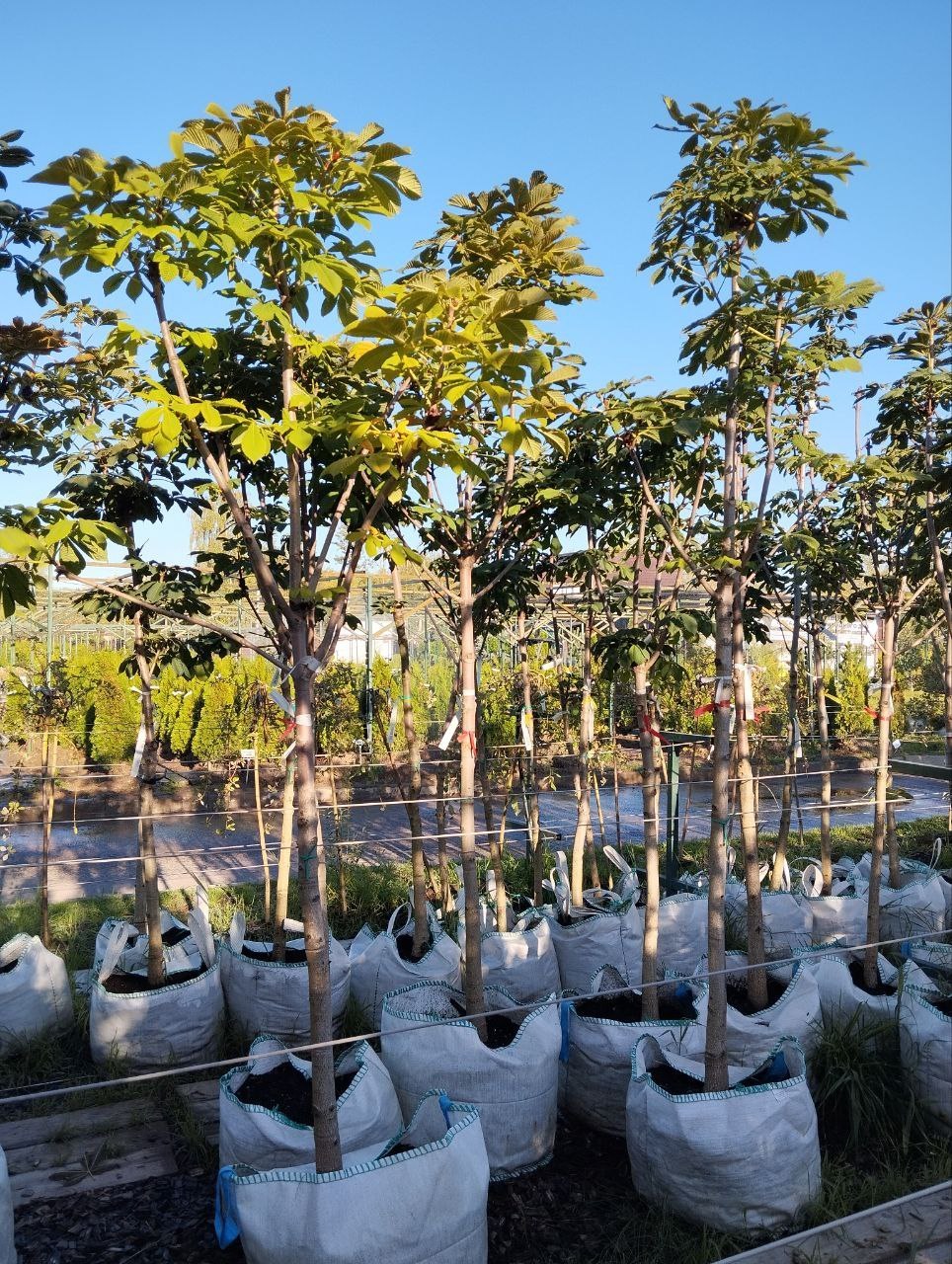 Каштан конский