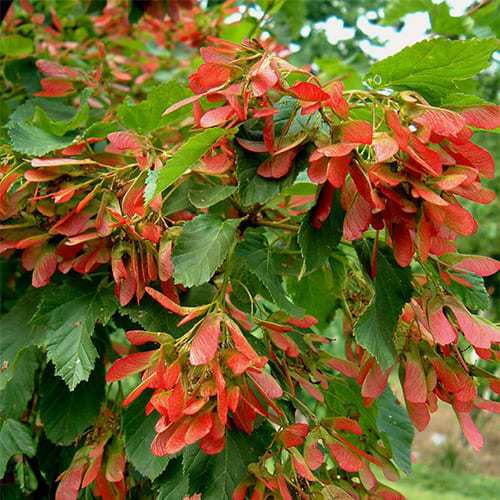 Клён Гиннала форма зонт