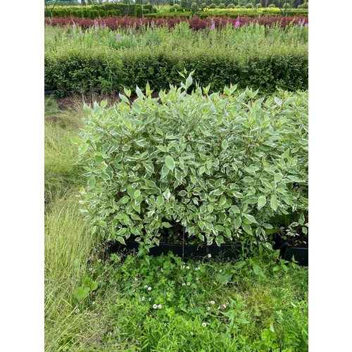 Фото товара Дерен Элегантиссима - вид 2