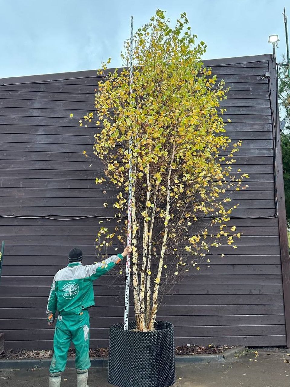 Берёза многоствольная