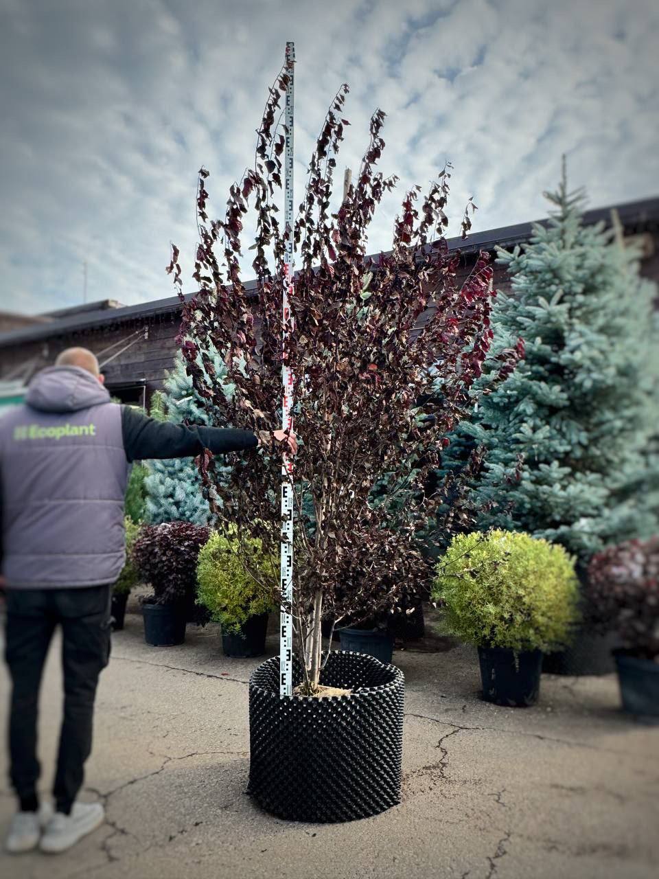 Слива Голливуд