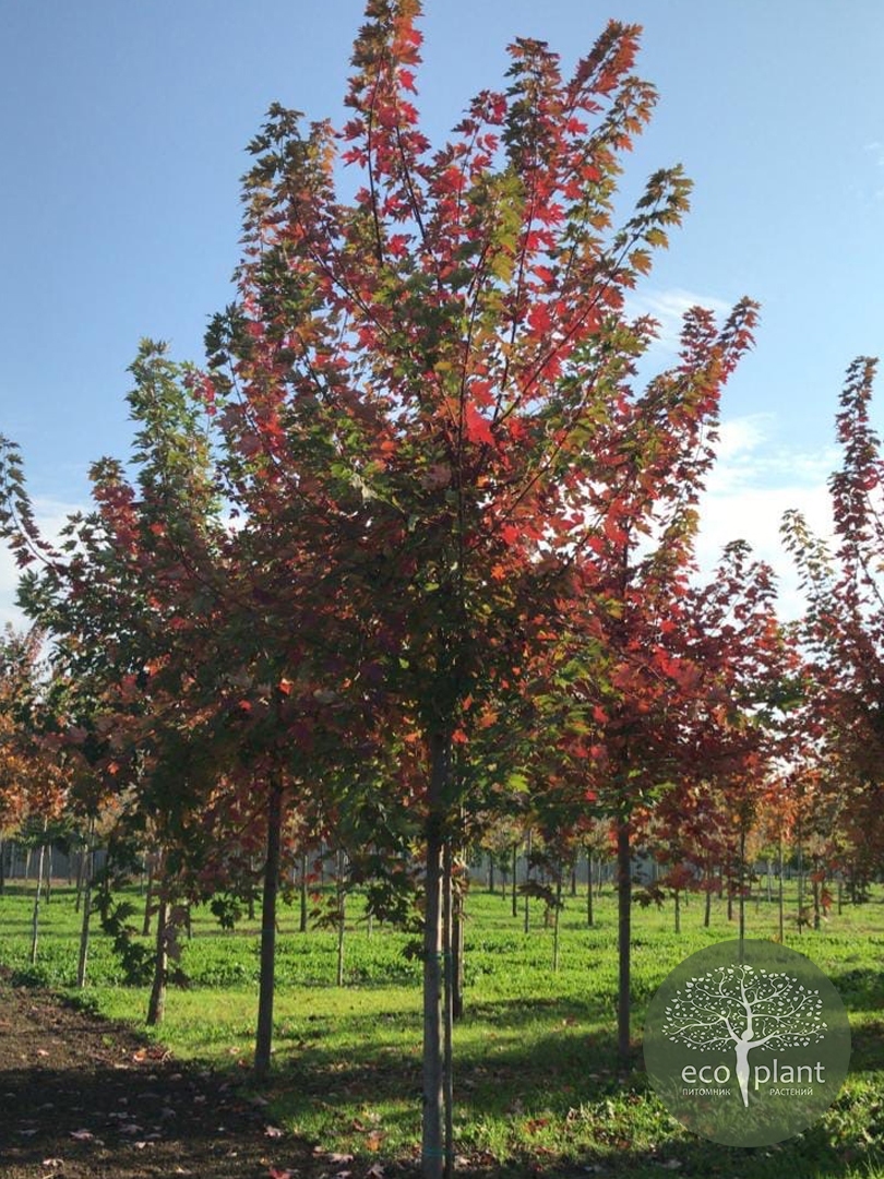 Клён Красный