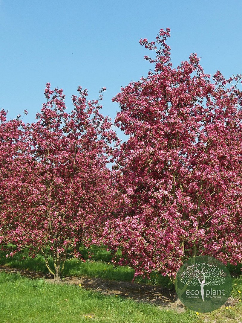 Яблоня декоративная