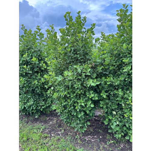 Фото товара Боярышник мягковатый - вид 5