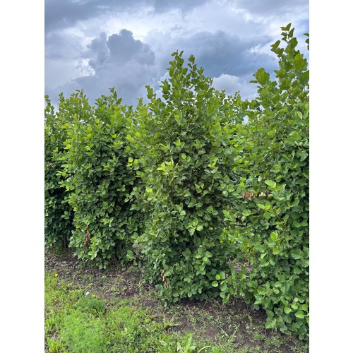 Фото товара Боярышник мягковатый - вид 6