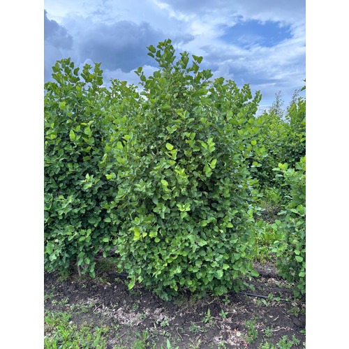 Фото товара Боярышник мягковатый - вид 8