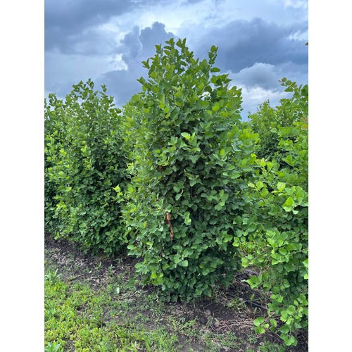 Фото товара Боярышник мягковатый - вид 7