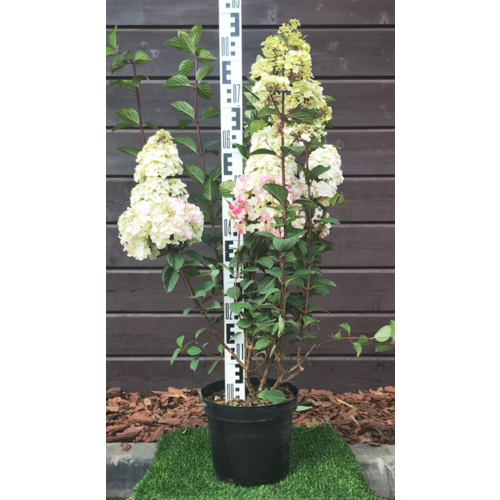 Фото товара Гортензия - вид 2