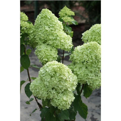 Фото товара Гортензия - вид 5