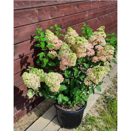 Фото товара  - вид 1