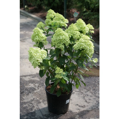 Фото товара  - вид 2