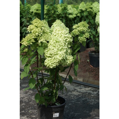 Фото товара  - вид 3