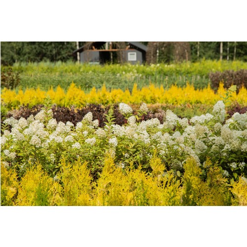 Фото товара Гортензия - вид 1