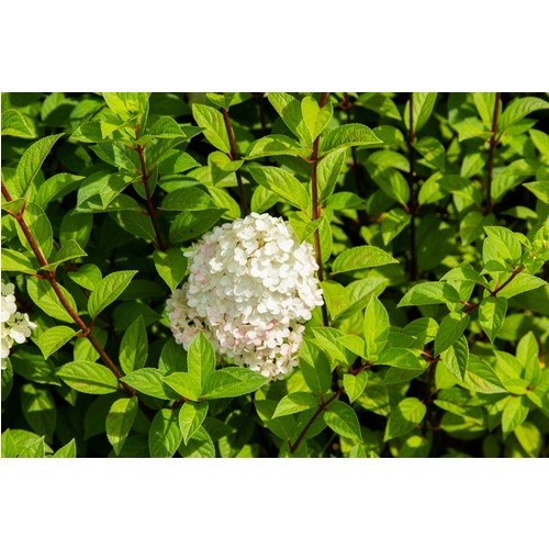 Фото товара Гортензия - вид 6
