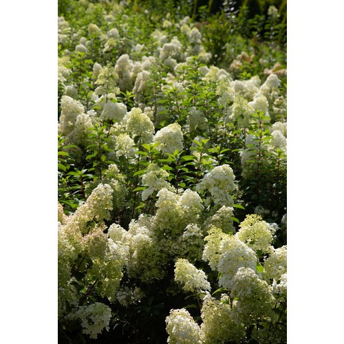 Фото товара Гортензия - вид 8