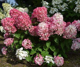 Гортензия 