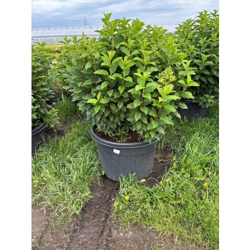 Фото товара Гортензия - вид 4