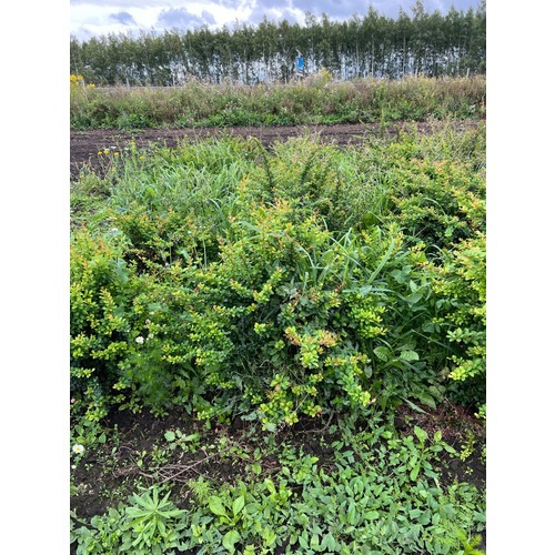 Фото товара Барбарис Тунберга - вид 1