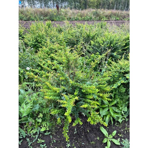 Фото товара Барбарис Тунберга - вид 3