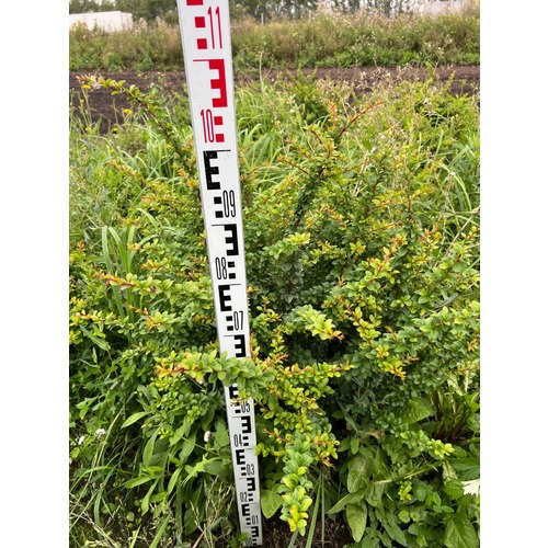 Фото товара Барбарис Тунберга - вид 2