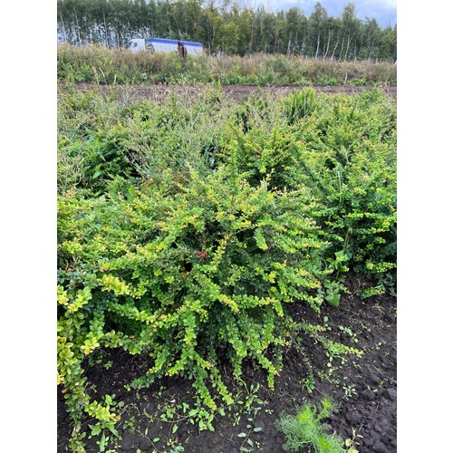 Фото товара Барбарис Тунберга - вид 4