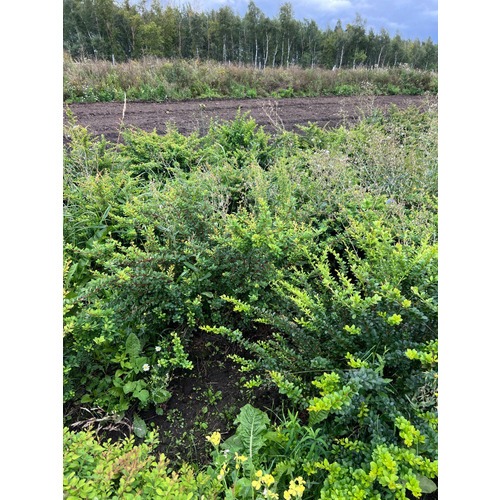 Фото товара Барбарис Тунберга - вид 5