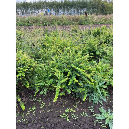 Фото товара Барбарис Тунберга - вид 6