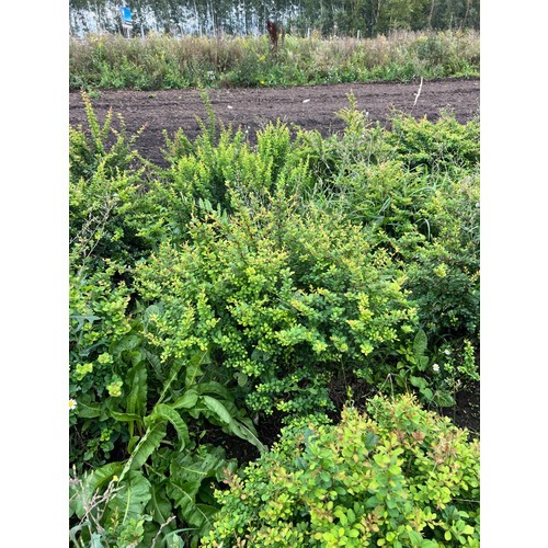 Фото товара Барбарис Тунберга - вид 7