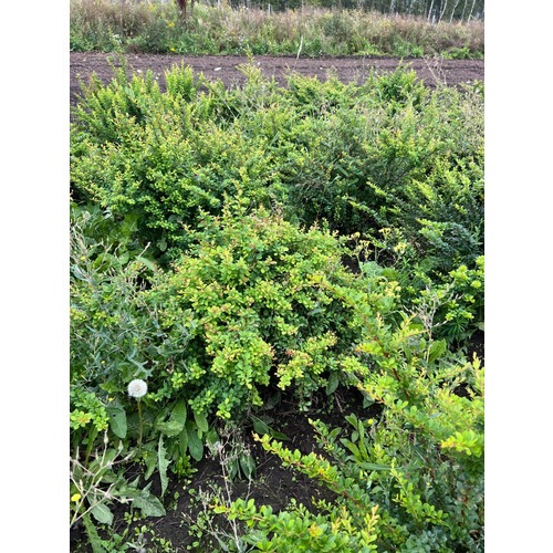 Фото товара Барбарис Тунберга - вид 8