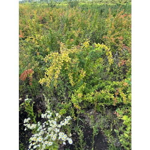 Фото товара Барбарис Тунберга Грин Карпет - вид 2