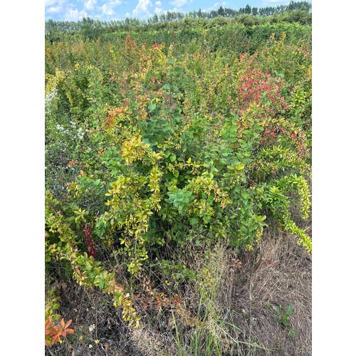 Фото товара Барбарис Тунберга Грин Карпет - вид 3