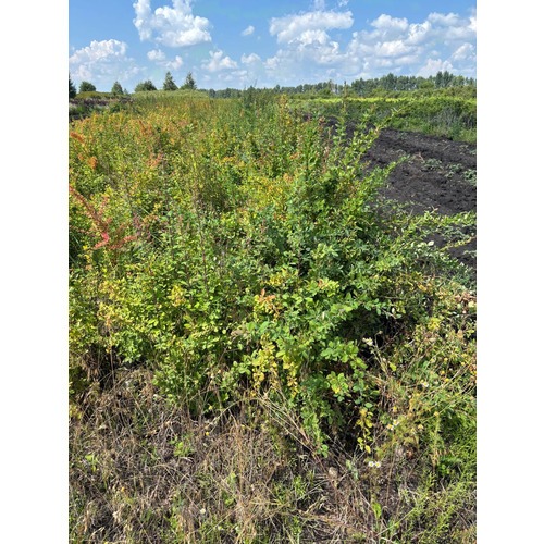 Фото товара Барбарис Тунберга Грин Карпет - вид 4