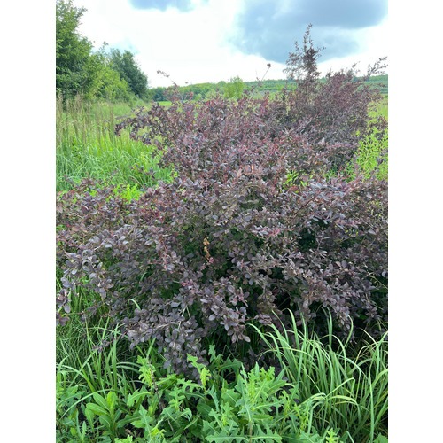 Фото товара Барбарис оттавский - вид 1