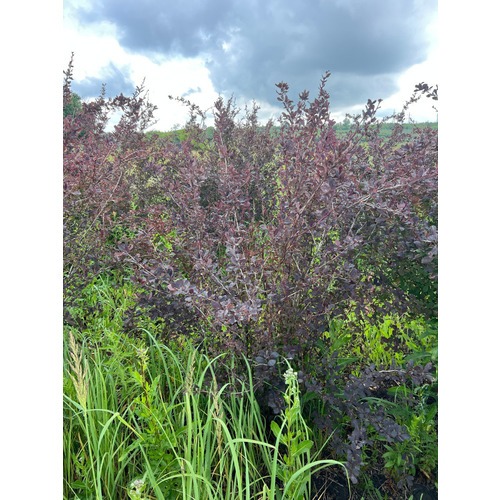 Фото товара Барбарис оттавский - вид 2