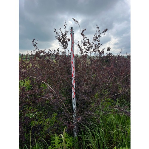 Фото товара Барбарис оттавский - вид 3