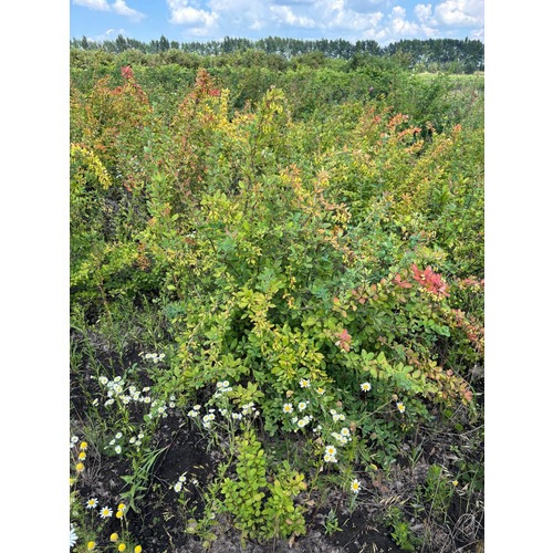 Фото товара Барбарис Тунберга Сильвер Бьюти  - вид 2