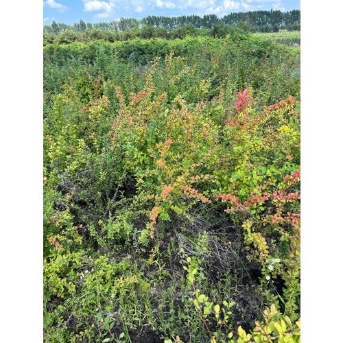 Фото товара Барбарис Тунберга Сильвер Бьюти  - вид 3