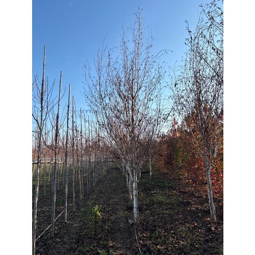 Фото товара Береза Жакмона - вид 1