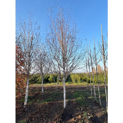 Фото товара Береза Жакмона - вид 2