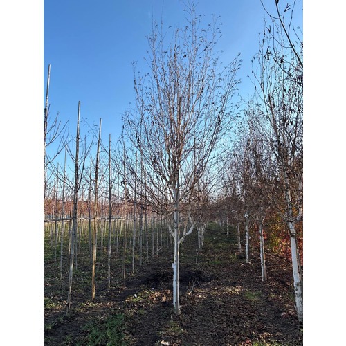 Фото товара Береза Жакмона - вид 3