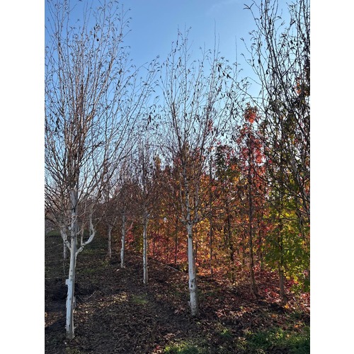 Фото товара Береза Жакмона - вид 4